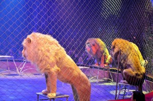 Cirque Arlette Gruss 2015 37