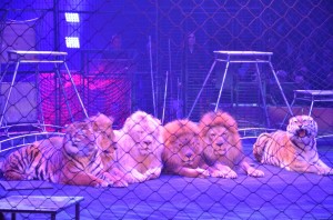 Cirque Arlette Gruss 2015 39