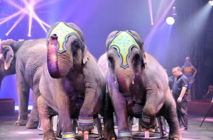 Cirque Arlette Gruss 2015 52 