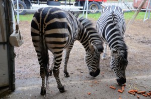 Zoo - Cirque Arlette Gruss 2015 04