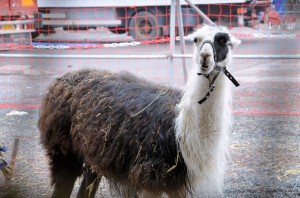 Zoo - Cirque Arlette Gruss 2015 06