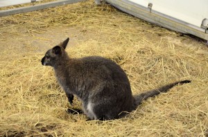 Zoo - Cirque Arlette Gruss 2015 07