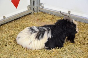 Zoo - Cirque Arlette Gruss 2015 08