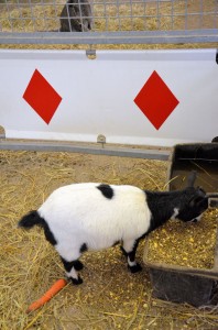 Zoo - Cirque Arlette Gruss 2015 09