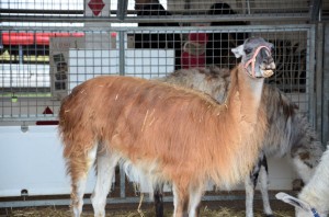 Zoo - Cirque Arlette Gruss 2015 10
