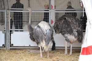 Zoo - Cirque Arlette Gruss 2015 11