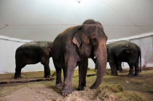 Zoo - Cirque Arlette Gruss 2015 17