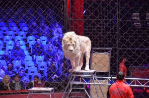Répétitions Cirque Arlette Gruss 2015 03