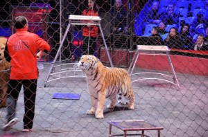 Répétitions Cirque Arlette Gruss 2015 10