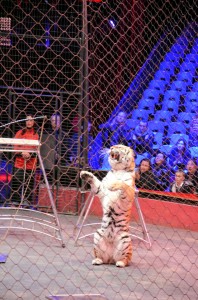 Répétitions Cirque Arlette Gruss 2015 11