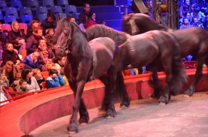 Répétitions Cirque Arlette Gruss 2015 21