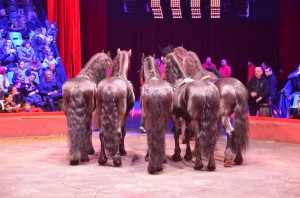 Répétitions Cirque Arlette Gruss 2015 22