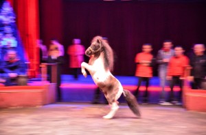 Répétitions Cirque Arlette Gruss 2015 24
