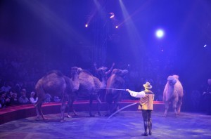 Cirque Arlette Gruss 2016 08   