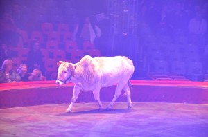 Cirque Arlette Gruss 2016 09   