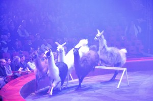 Cirque Arlette Gruss 2016 10   
