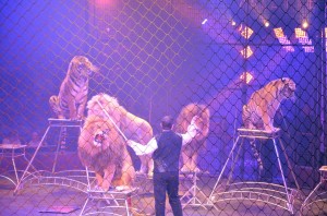 Cirque Arlette Gruss 2016 39     
