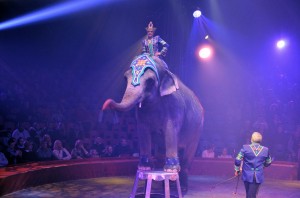 Cirque Arlette Gruss 2016 46        