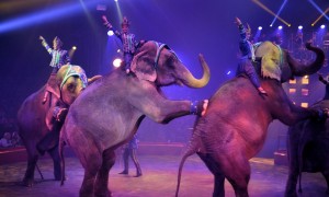 Cirque Arlette Gruss 2016 49        