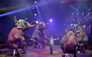 Cirque Arlette Gruss 2016 50        