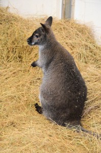 Zoo - Cirque Arlette Gruss 2016 04 
