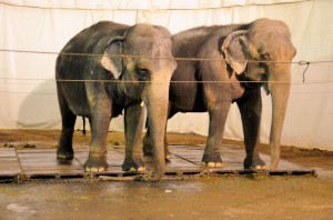 Zoo - Cirque Arlette Gruss 2016 07 