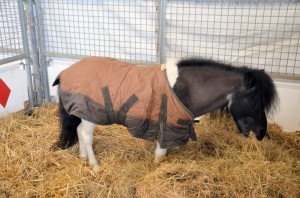 Zoo - Cirque Arlette Gruss 2016 08 
