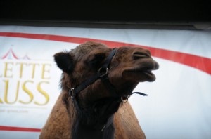 Zoo - Cirque Arlette Gruss 2016 11 