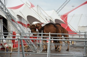 Zoo - Cirque Arlette Gruss 2016 12 