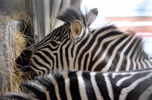 Zoo - Cirque Arlette Gruss 2016 13 