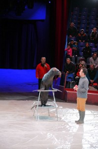 Répétitions Cirque Arlette Gruss 2016 05 