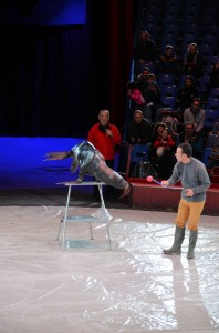 Répétitions Cirque Arlette Gruss 2016 06   