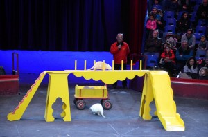 Répétitions Cirque Arlette Gruss 2016 11   