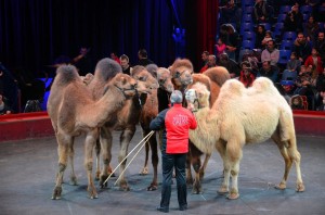 Répétitions Cirque Arlette Gruss 2016 21   