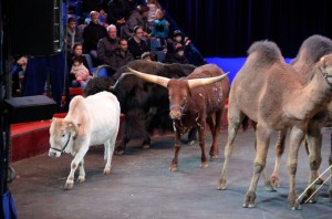 Répétitions Cirque Arlette Gruss 2016 22   