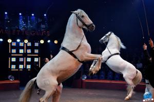 Cirque Arlette Gruss 2020