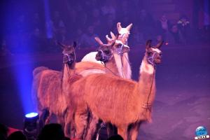 Cirque Arlette Gruss - Mars 2023 - 16