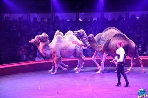 Cirque Arlette Gruss - Novembre 2021- 43