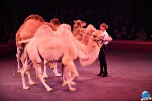 Cirque Arlette Gruss - Novembre 2021- 44
