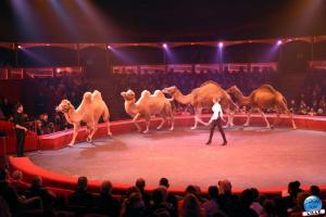 Cirque Arlette Gruss - Novembre 2021- 45