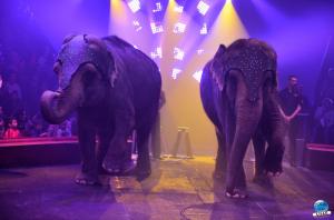 Cirque Arlette Gruss 2018 - 11