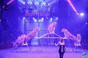 Cirque Arlette Gruss 2018 - 21