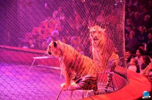 Cirque Arlette Gruss 2018 - 22