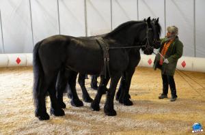 Répétitions Cirque Arlette Gruss 2018 - 04