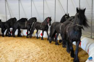 Répétitions Cirque Arlette Gruss 2018 - 05