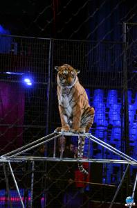 Répétitions Cirque Arlette Gruss 2018 - 07