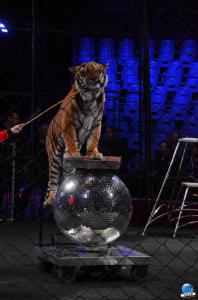 Répétitions Cirque Arlette Gruss 2018 - 10