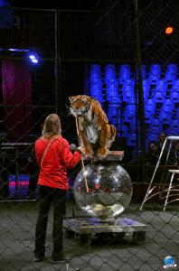 Répétitions Cirque Arlette Gruss 2018 - 11