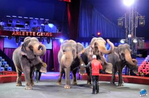 Répétitions Cirque Arlette Gruss 2018 - 17