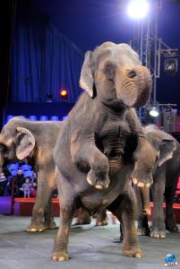 Répétitions Cirque Arlette Gruss 2018 - 19